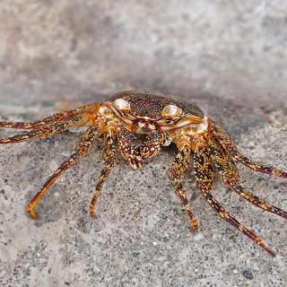 Galapagos - Floreana - Sally lightfoot crab
